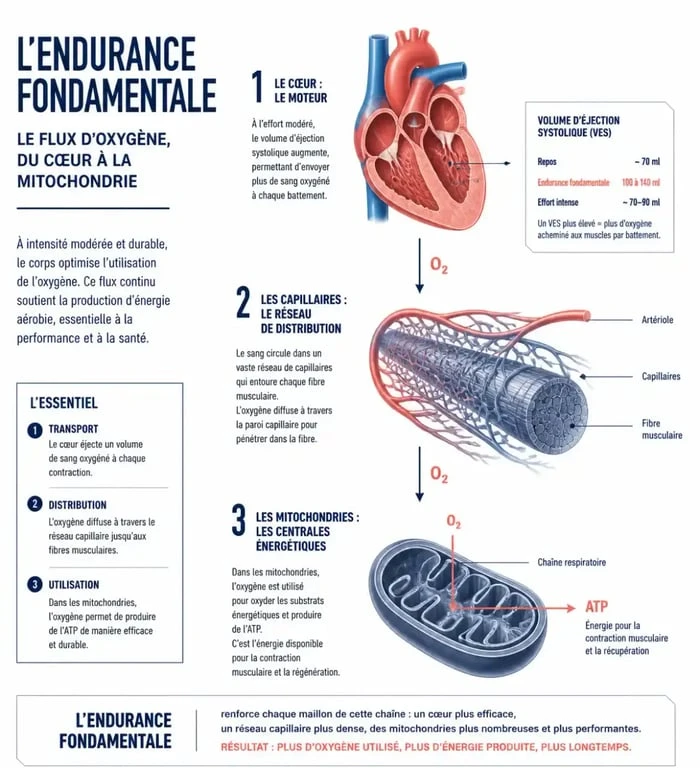 Infographie du mécanisme physiologique de l'endurance fondamentale en course à pied